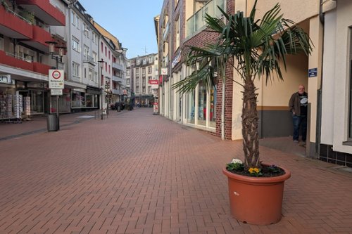 Palme auf der Münsterstraße