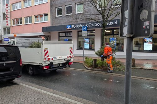 Weihnachtsbaumsammlung